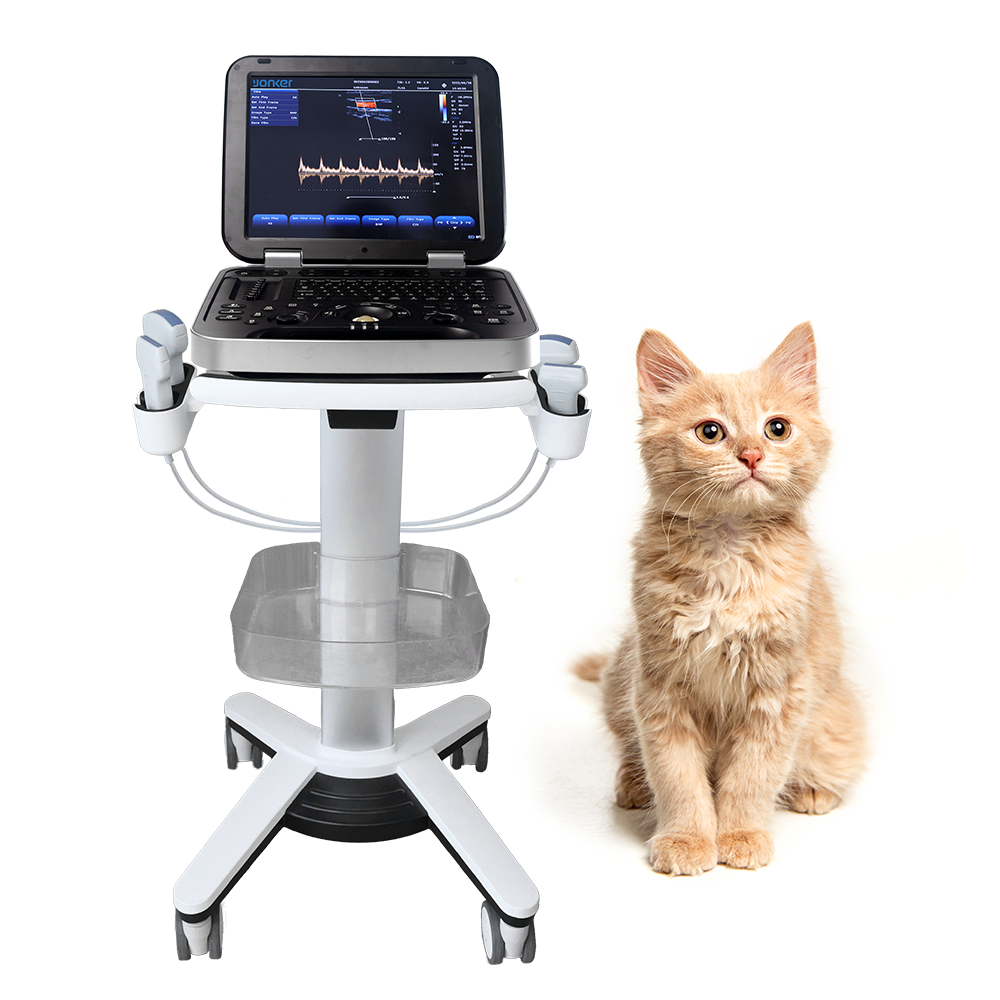 Paypoq va oyoq osti qilish