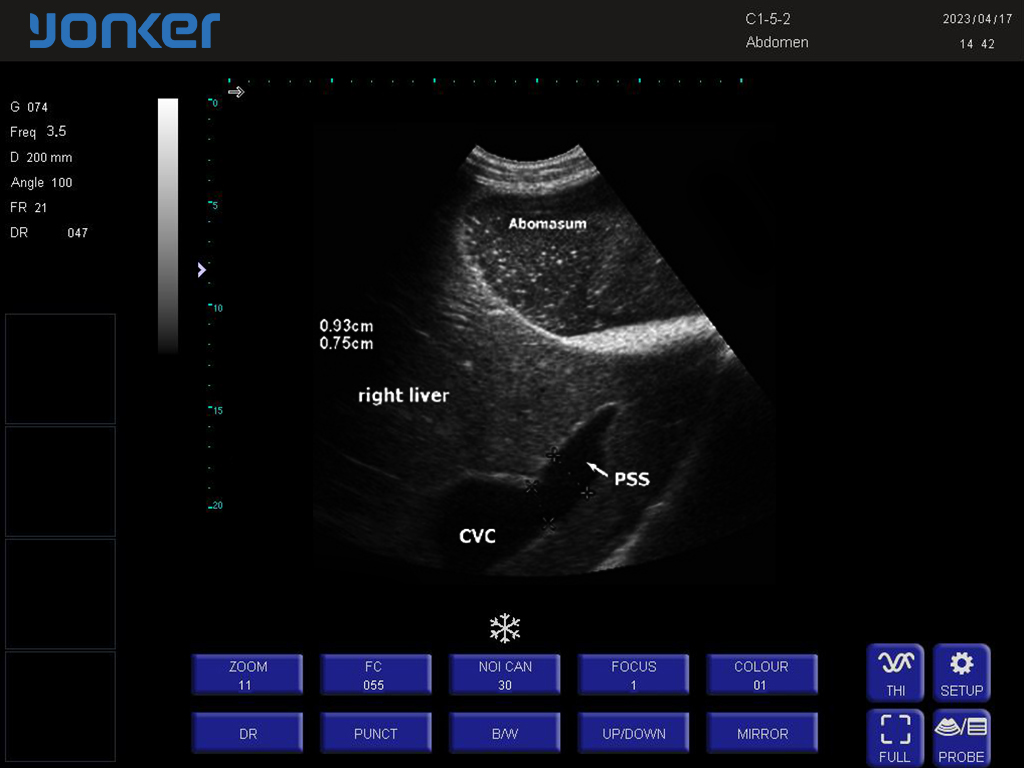 牛-凸阵-B模式-肝脏 Convex Probe-B Mode- Right Liver